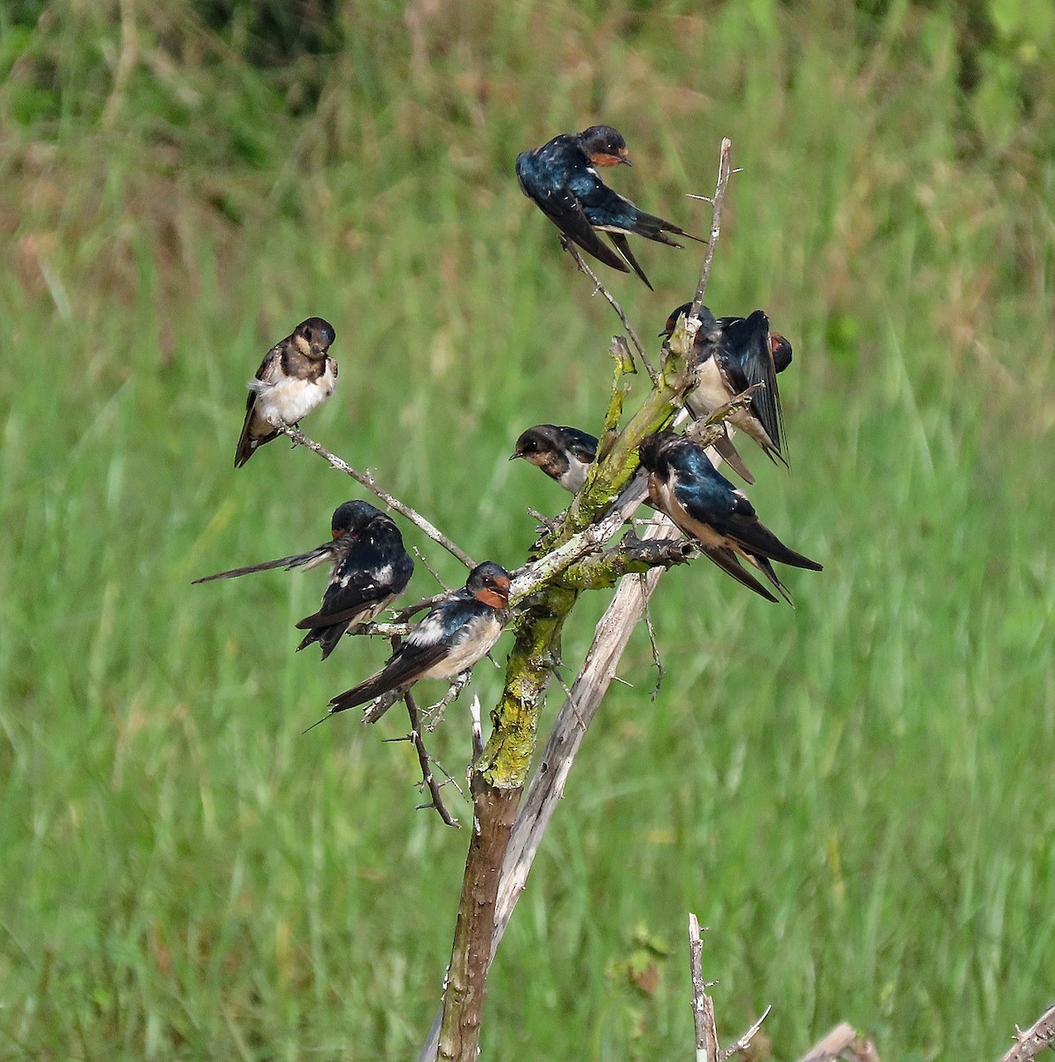 Ластівка сільська - ML647645088