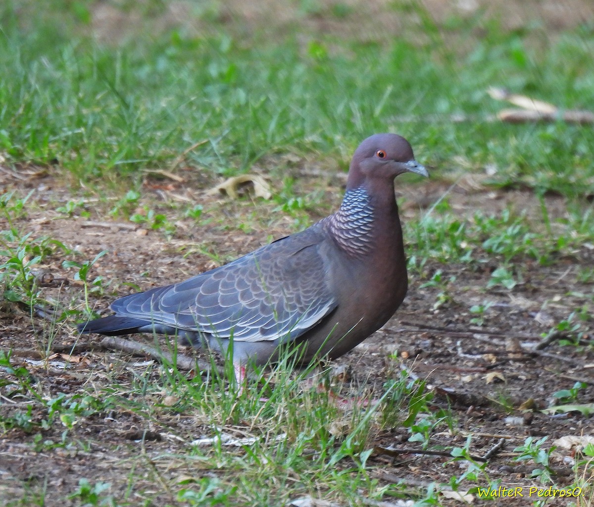 Темнохвостый голубь - ML647645099