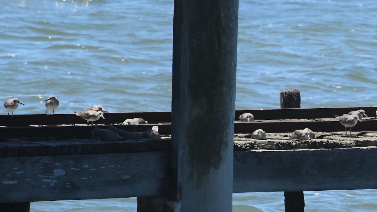 tereksnipe - ML647645114