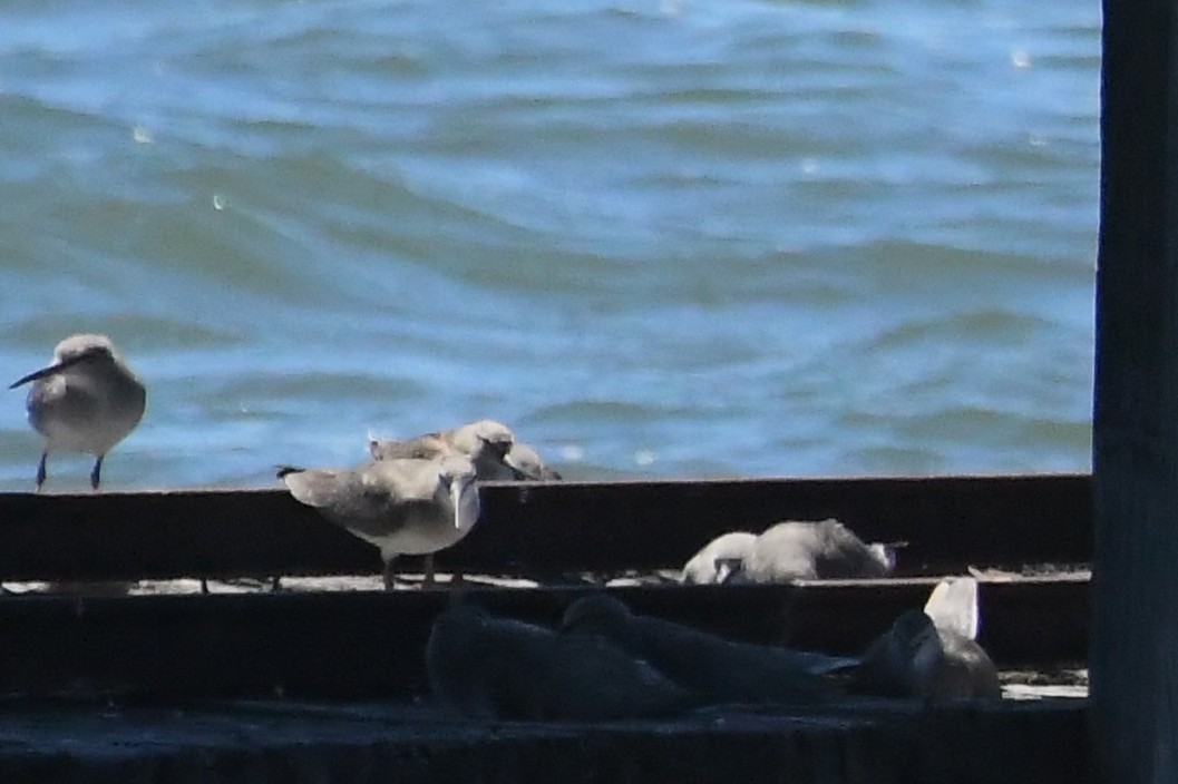 tereksnipe - ML647645119