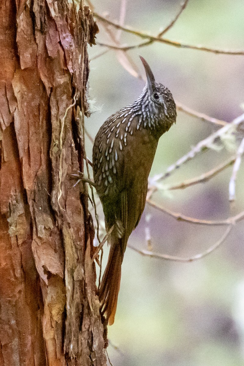 Dağ Tırmaşık - ML647645142