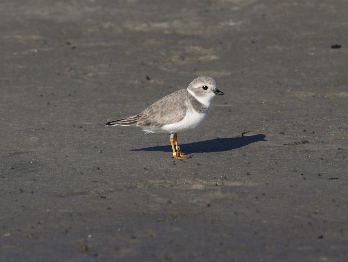 Islıkçı Cılıbıt - ML647645143