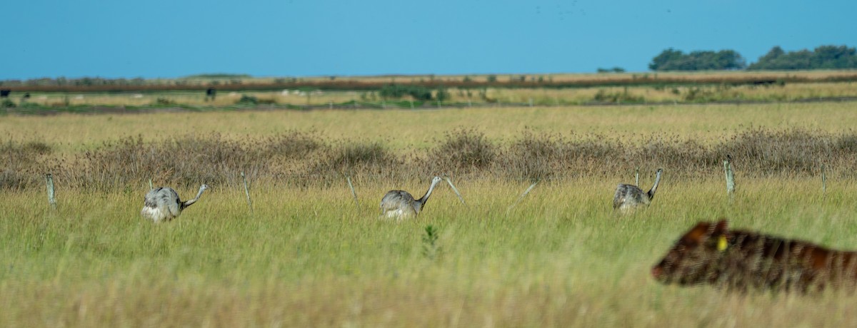 Greater Rhea - ML647645157