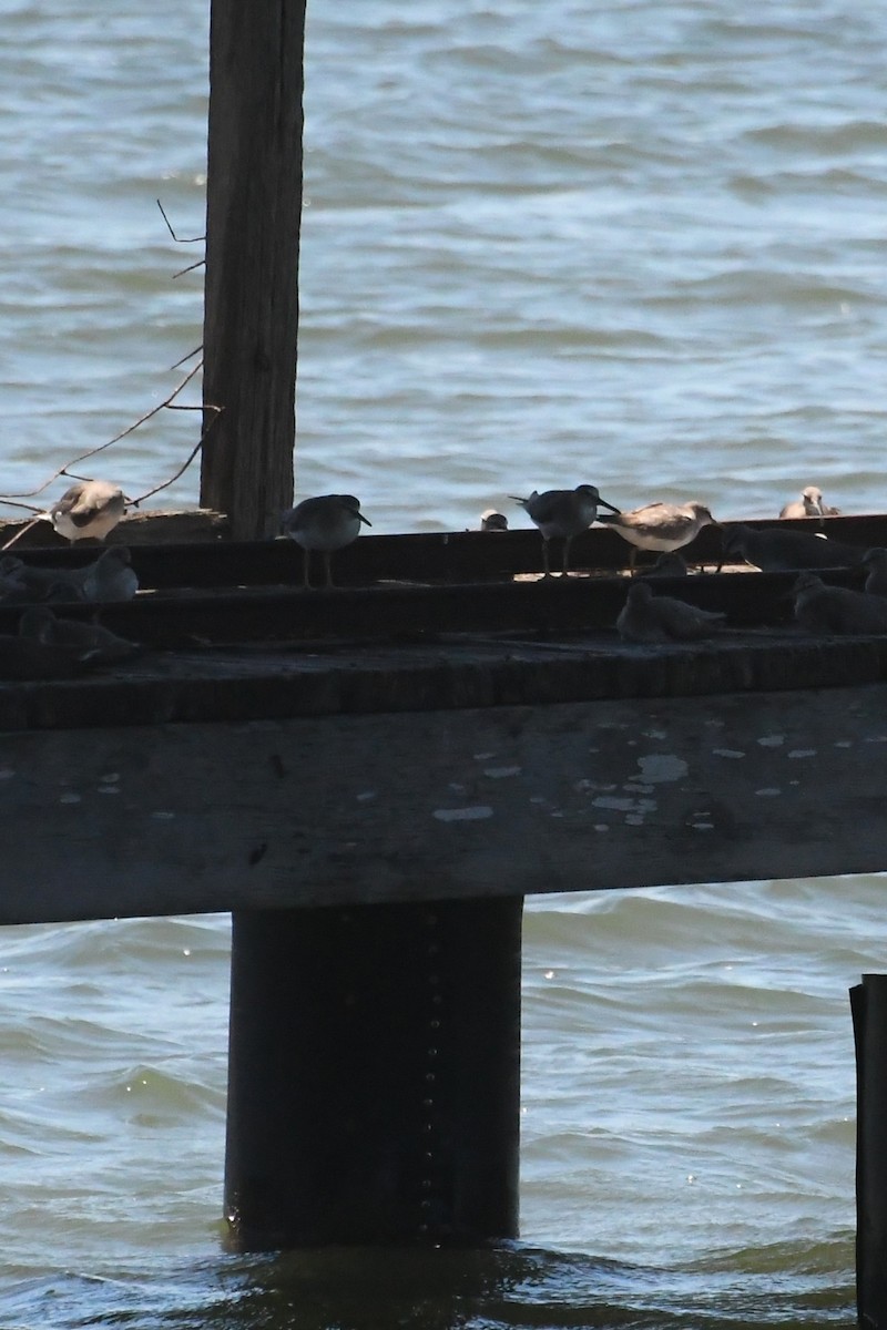 Gray-tailed Tattler - ML647645184