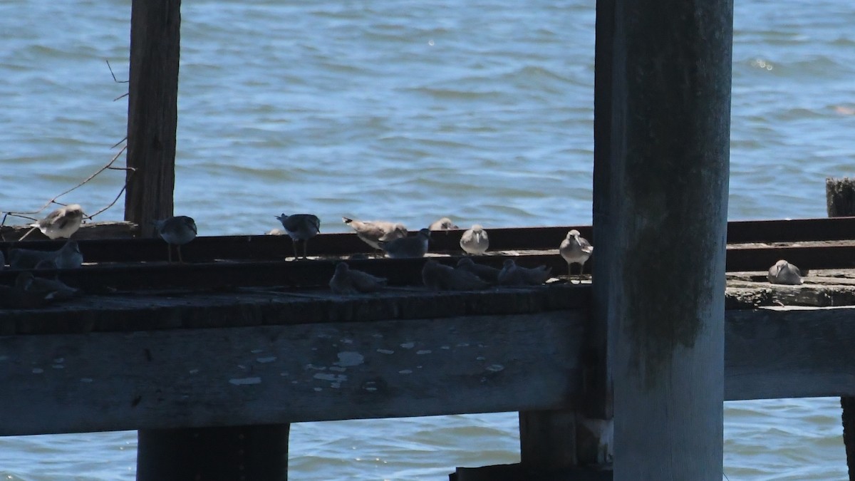 Gray-tailed Tattler - ML647645196