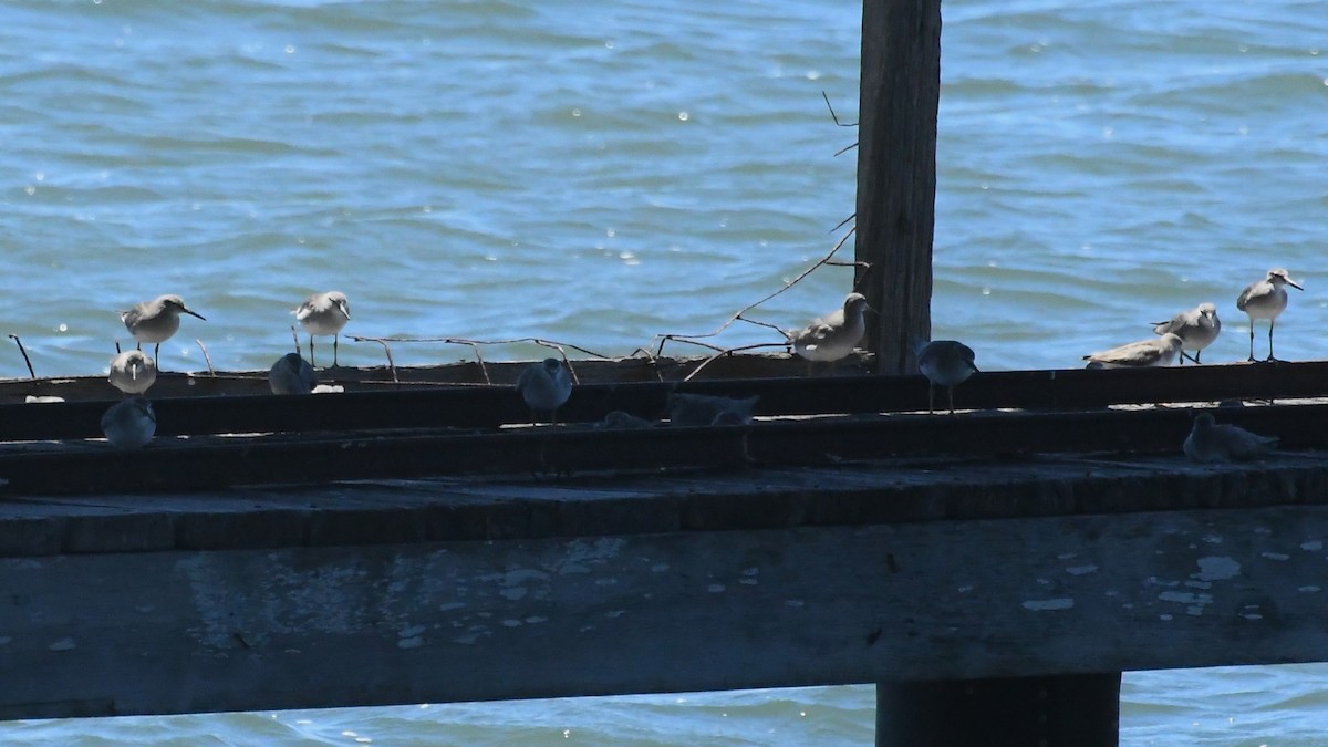 Gray-tailed Tattler - ML647645200