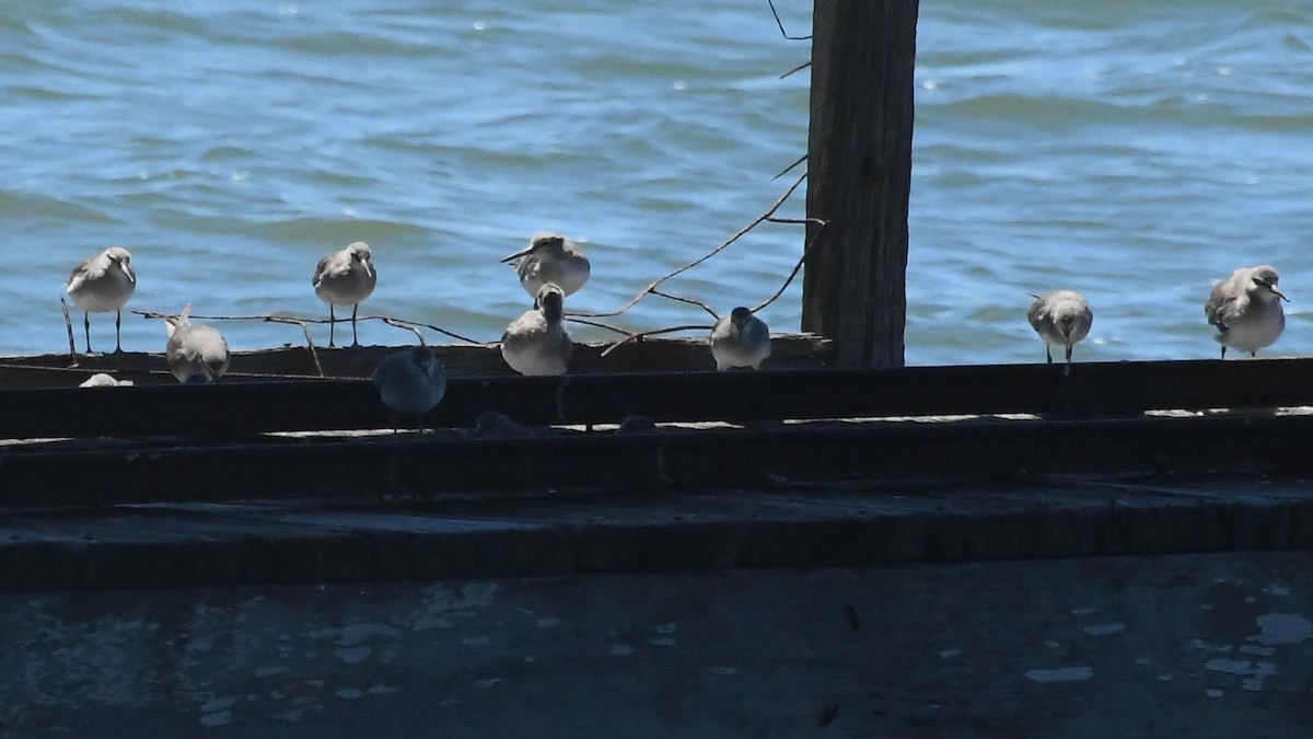 Gray-tailed Tattler - ML647645209