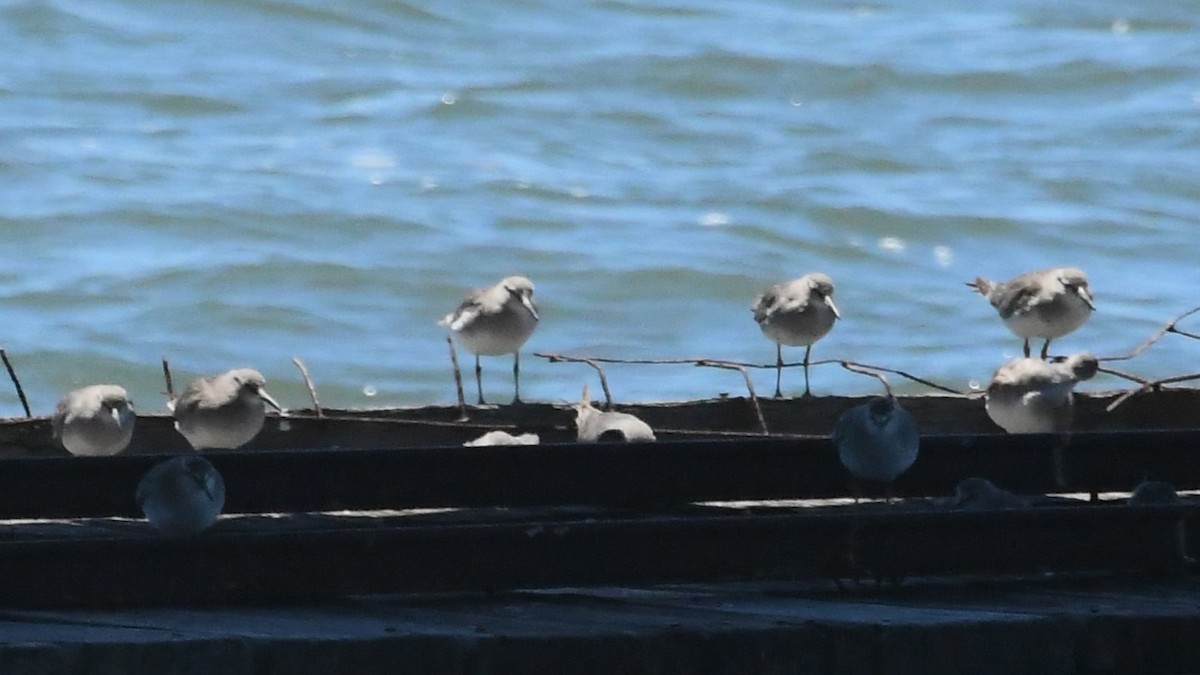 Gray-tailed Tattler - ML647645214