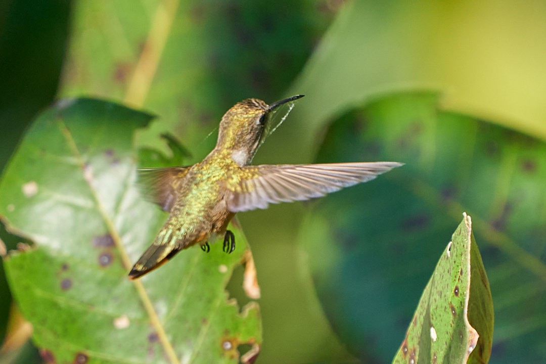 Колібрі-аметист багамський - ML647645217