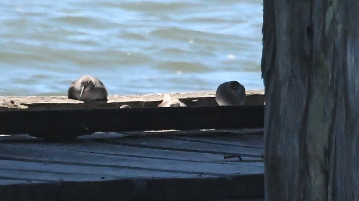 Gray-tailed Tattler - ML647645221