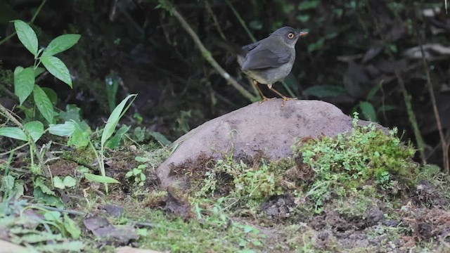 Белоглазый соловьиный дрозд - ML647645228