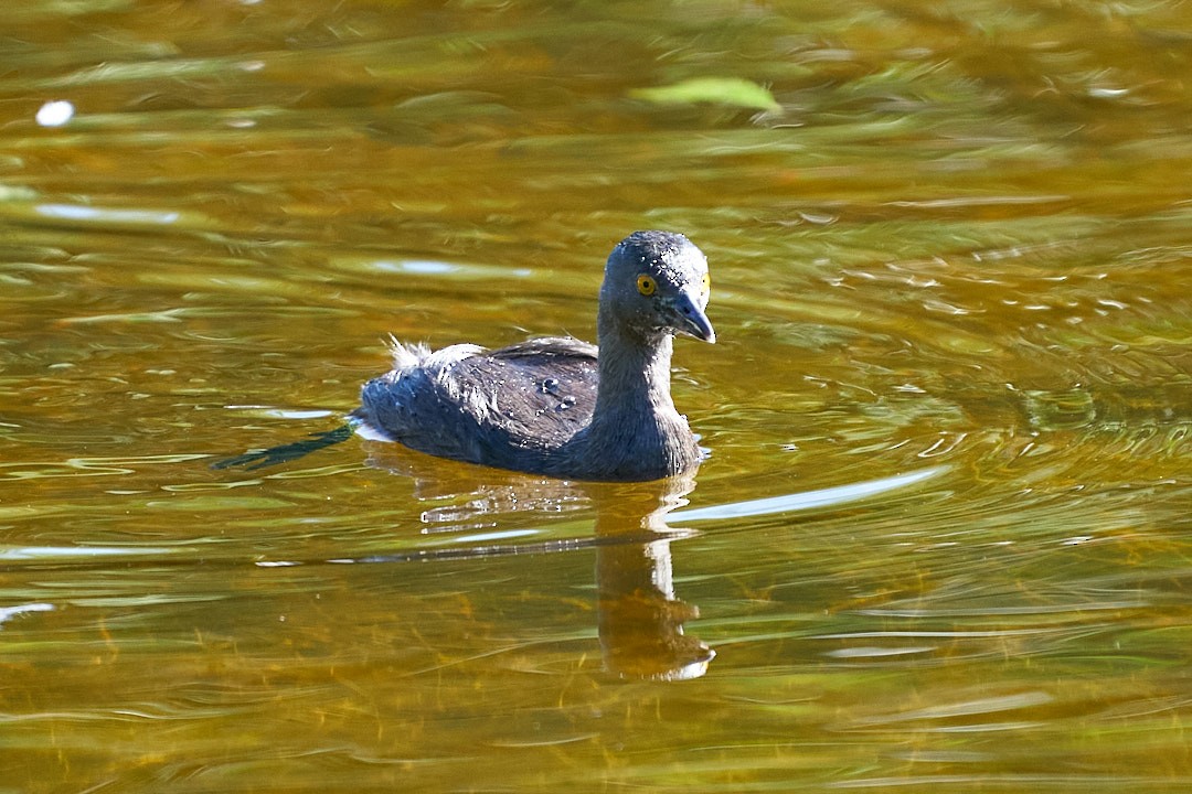 Пірникоза домініканська - ML647645235