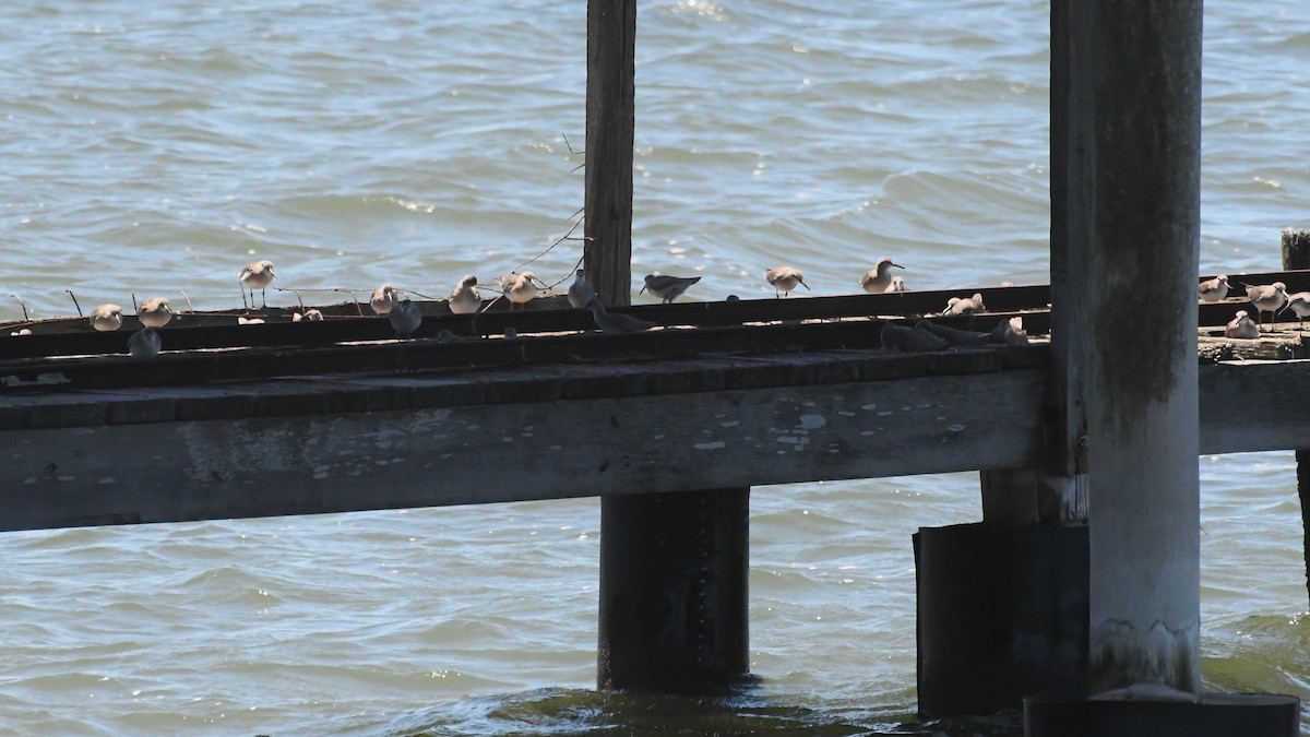 Gray-tailed Tattler - ML647645236