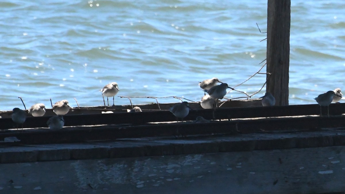 Gray-tailed Tattler - ML647645238