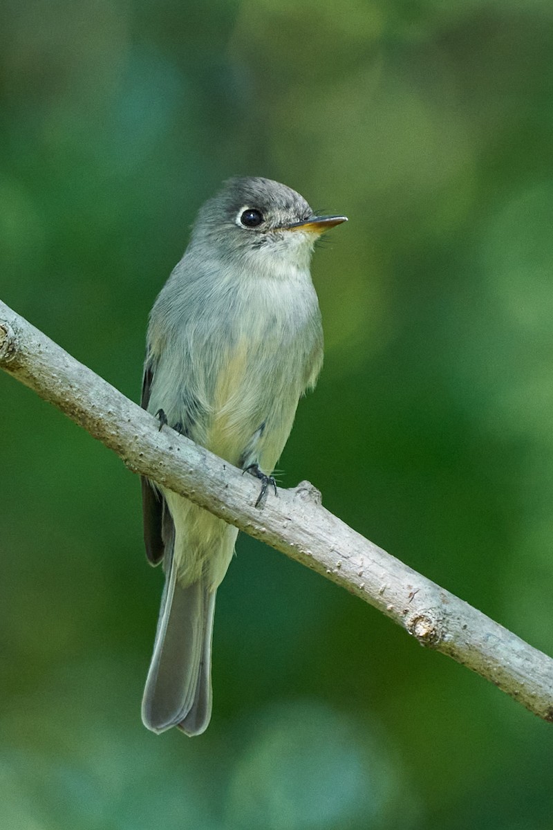 Піві карибський - ML647645248