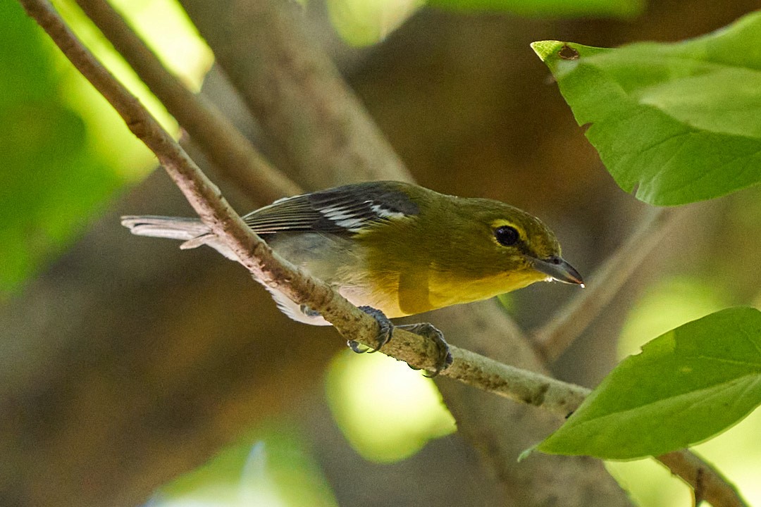 Віреон жовтогорлий - ML647645256