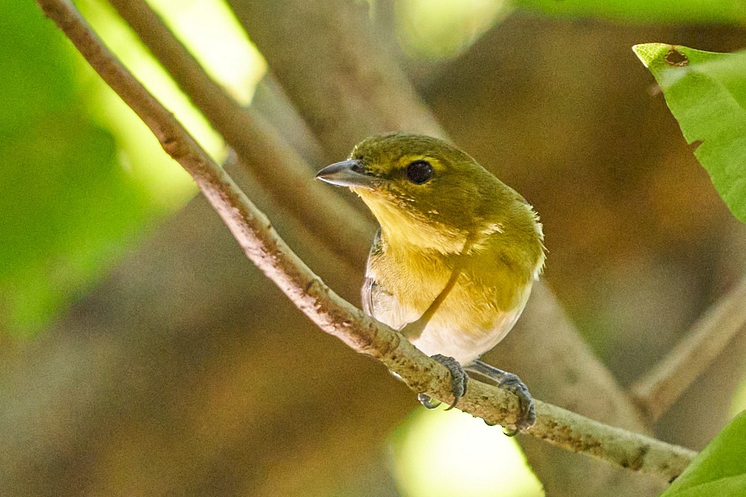 Віреон жовтогорлий - ML647645257