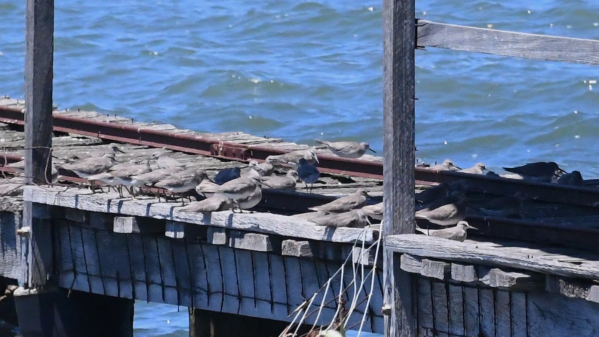 Gray-tailed Tattler - ML647645258