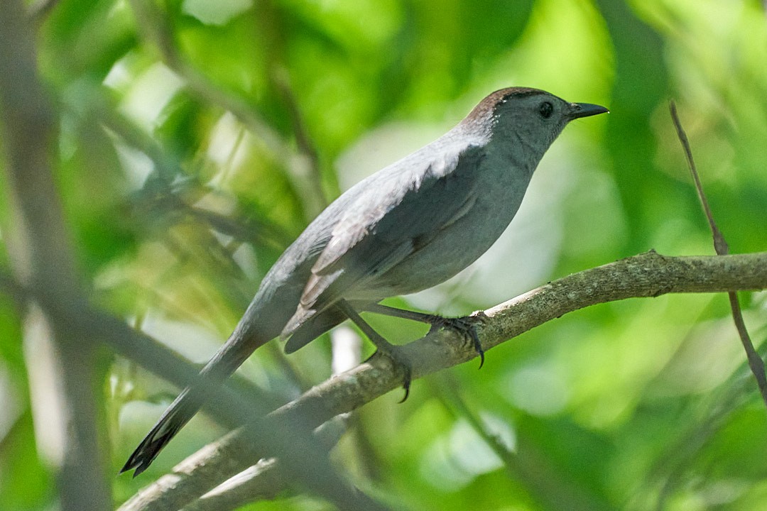 Пересмішник сірий - ML647645259