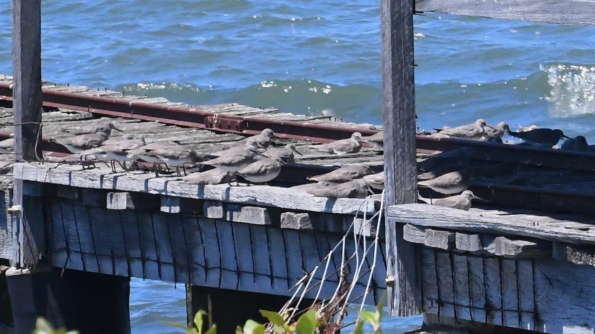 Gray-tailed Tattler - ML647645260