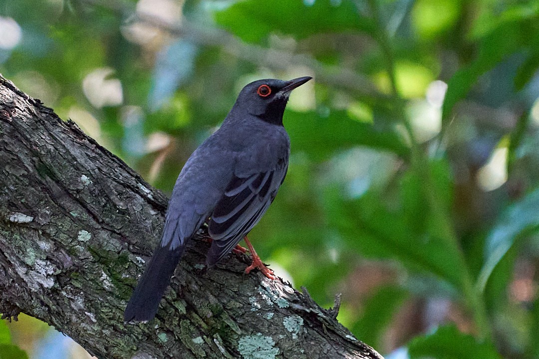 Western Red-legged Thrush - ML647645268