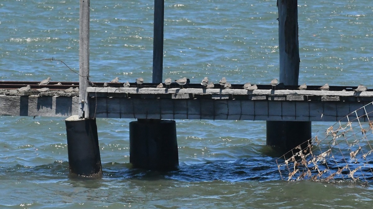 Gray-tailed Tattler - ML647645277