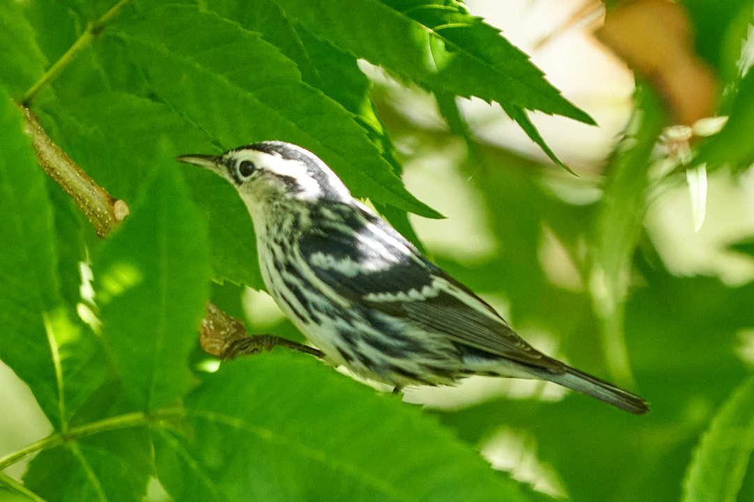 Пісняр строкатий - ML647645285