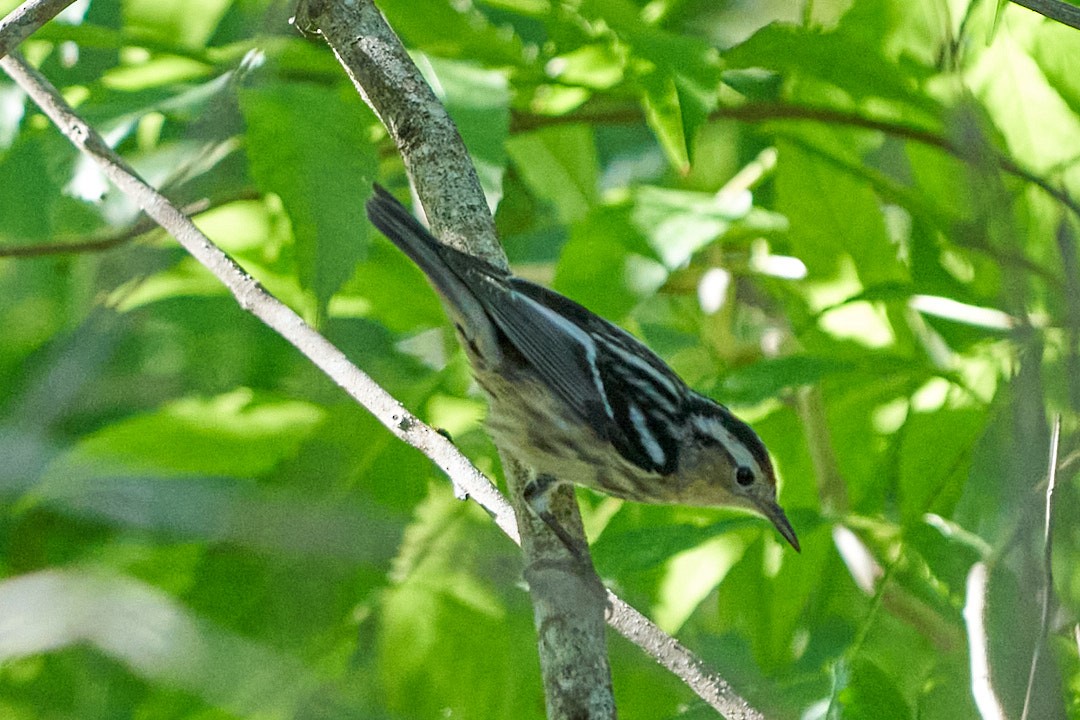 Пісняр строкатий - ML647645286