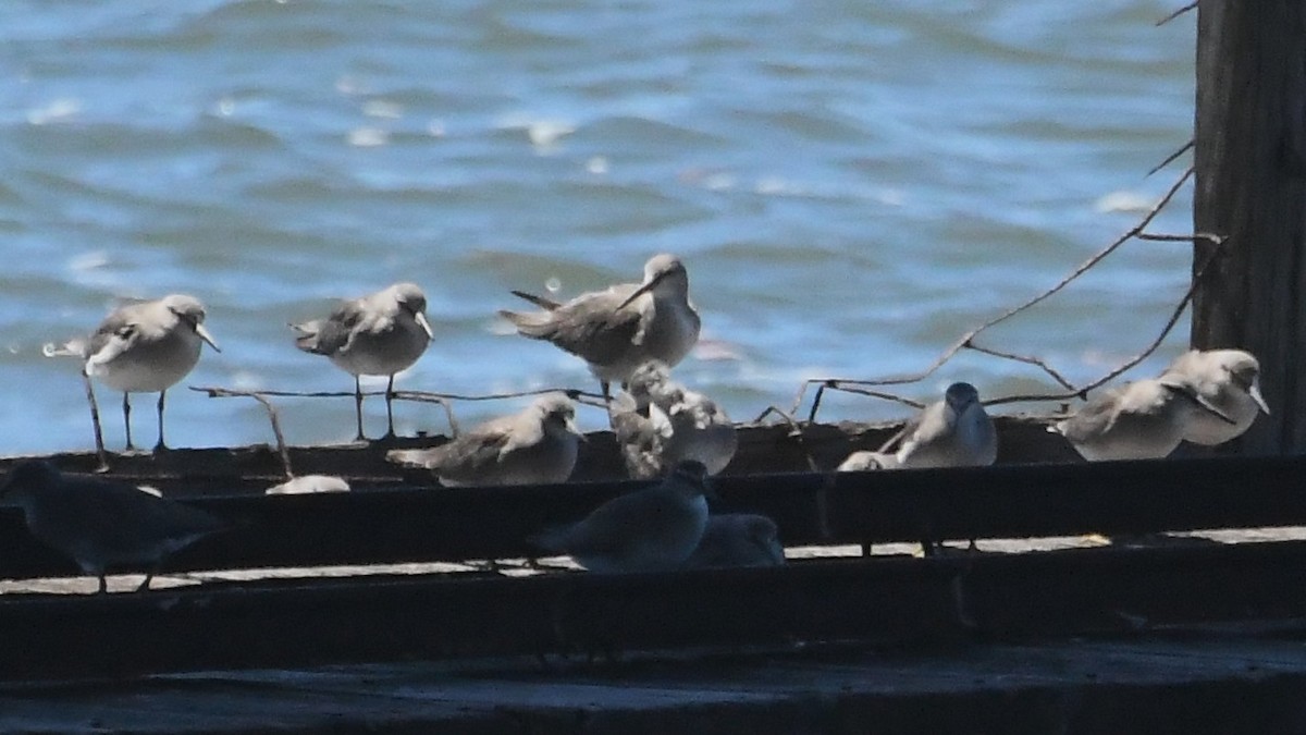 Gray-tailed Tattler - ML647645289