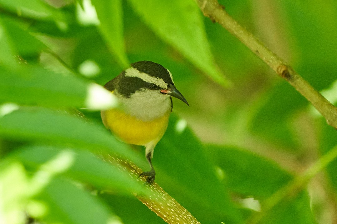 Цереба - ML647645301