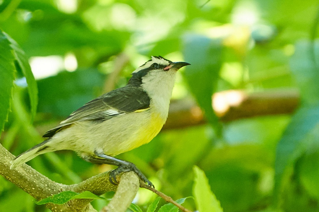 Цереба - ML647645302