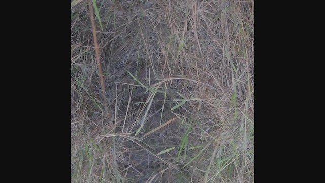 Глазчатая курочка-малютка - ML647645335