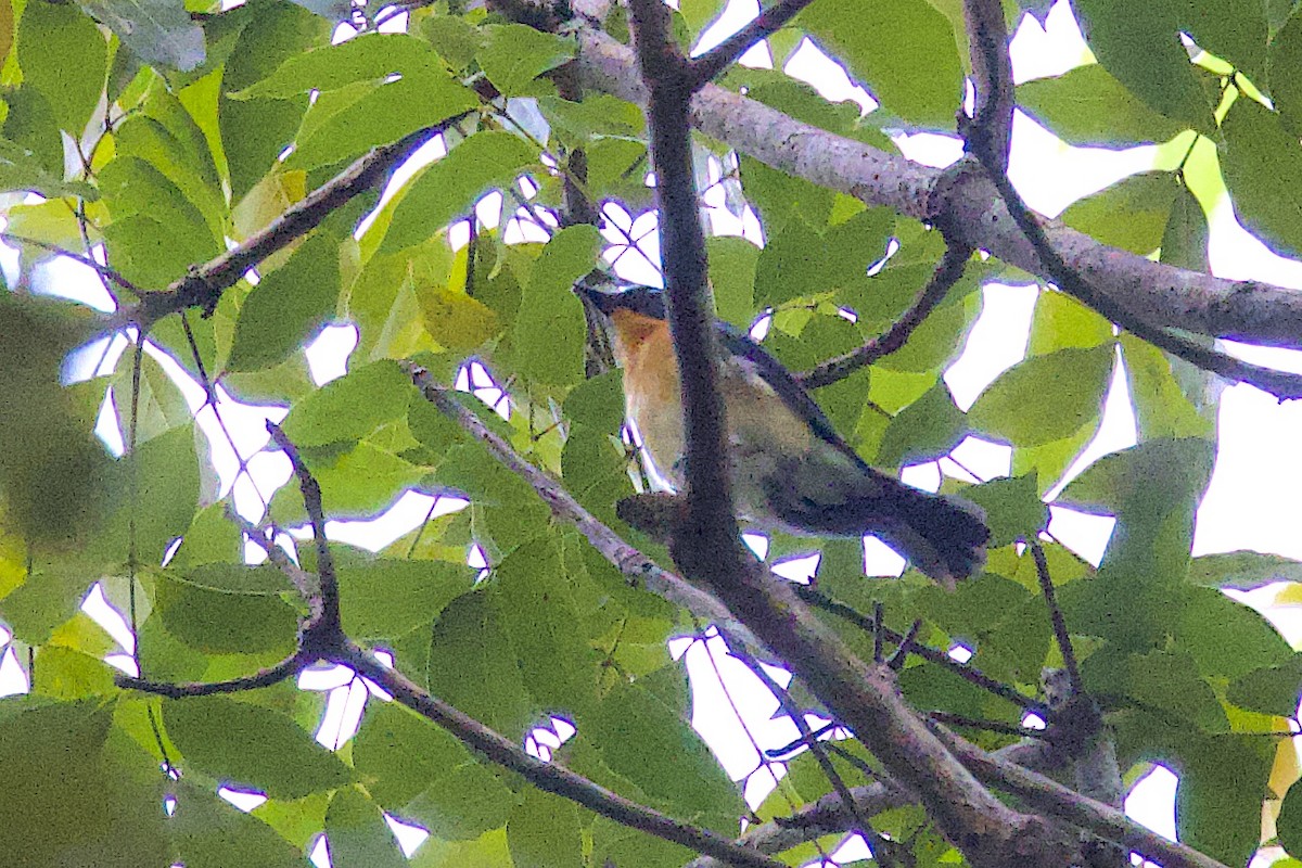 Javan Blue Flycatcher - ML647645418
