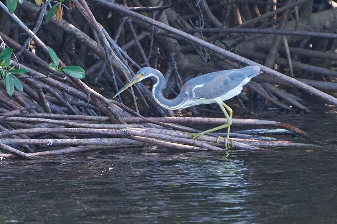 Чепура трибарвна - ML647645425