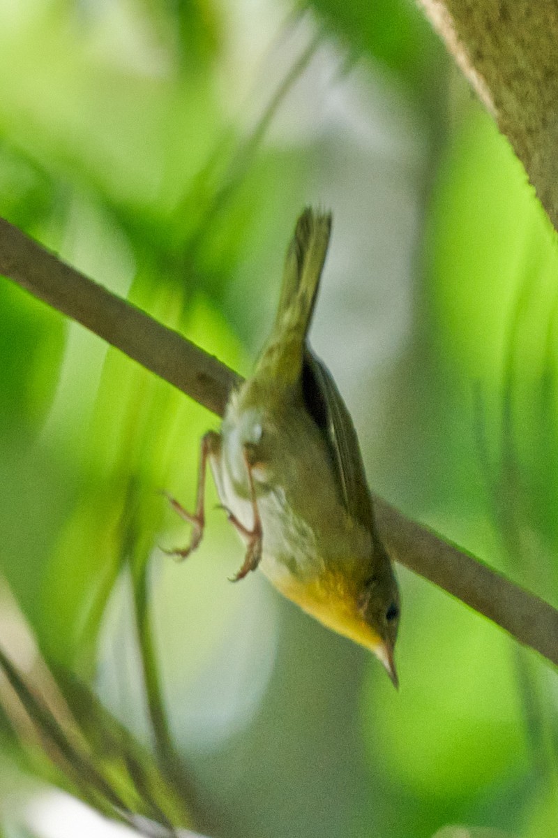 Жовтогорлик північний - ML647645430