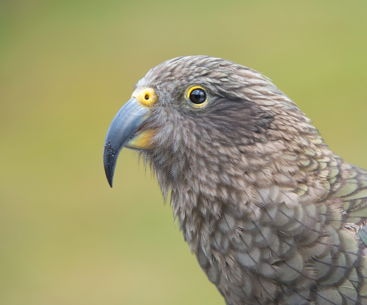 Кеа - ML647645433