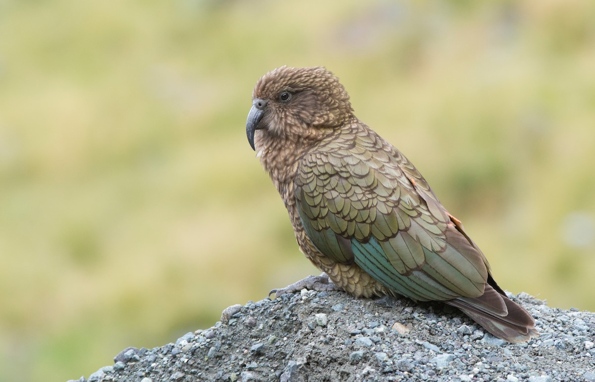 Кеа - ML647645438