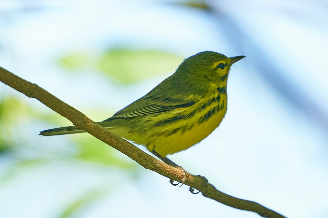 Пісняр-лісовик прерієвий - ML647645439