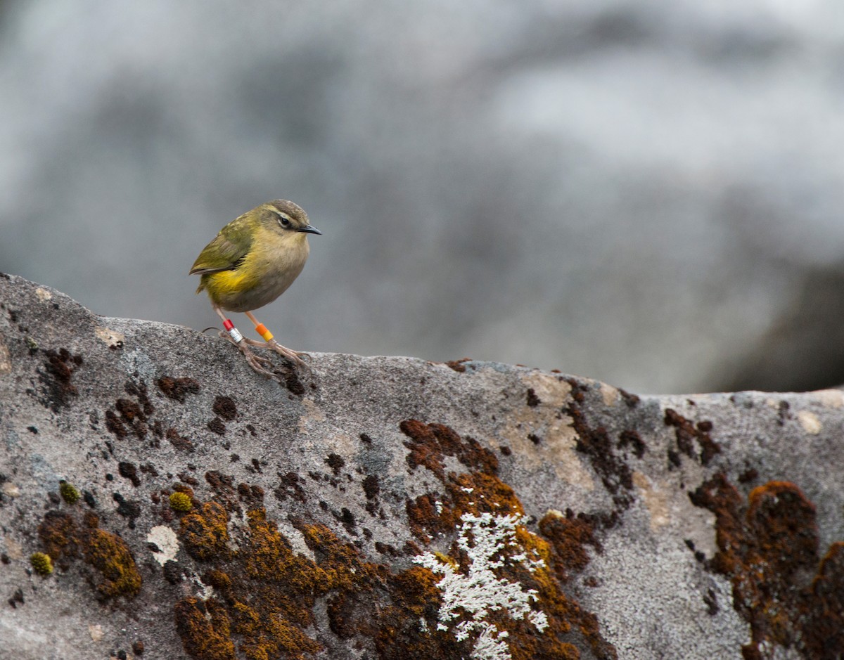 Гонець скельний - ML647645447