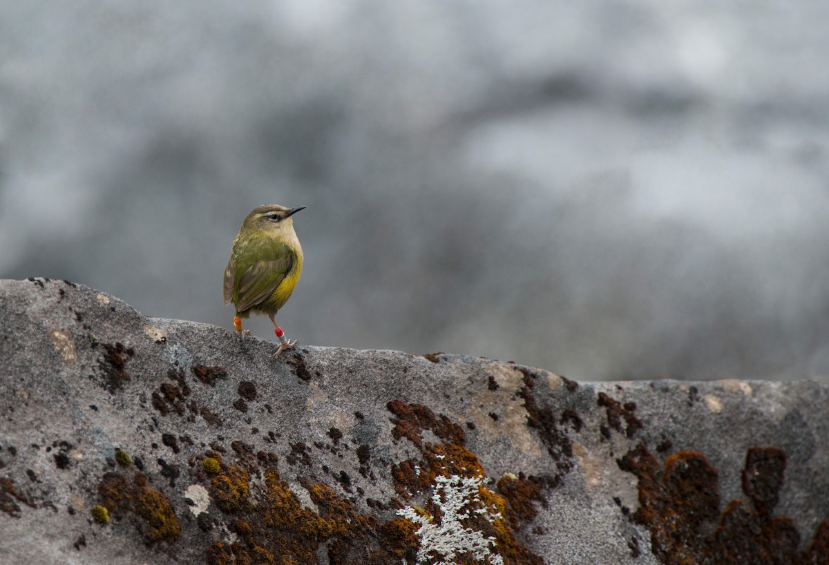 Гонець скельний - ML647645448