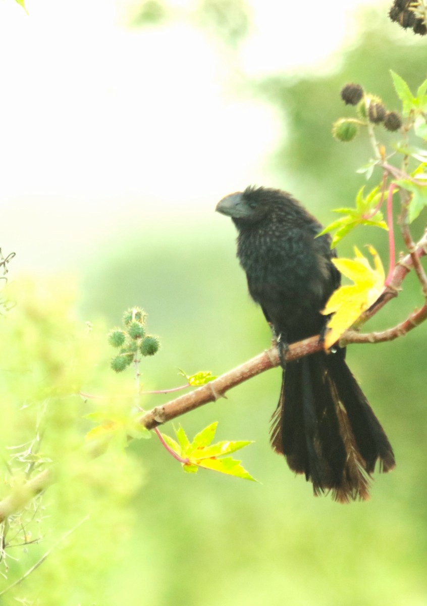 Smooth-billed Ani - ML647645509