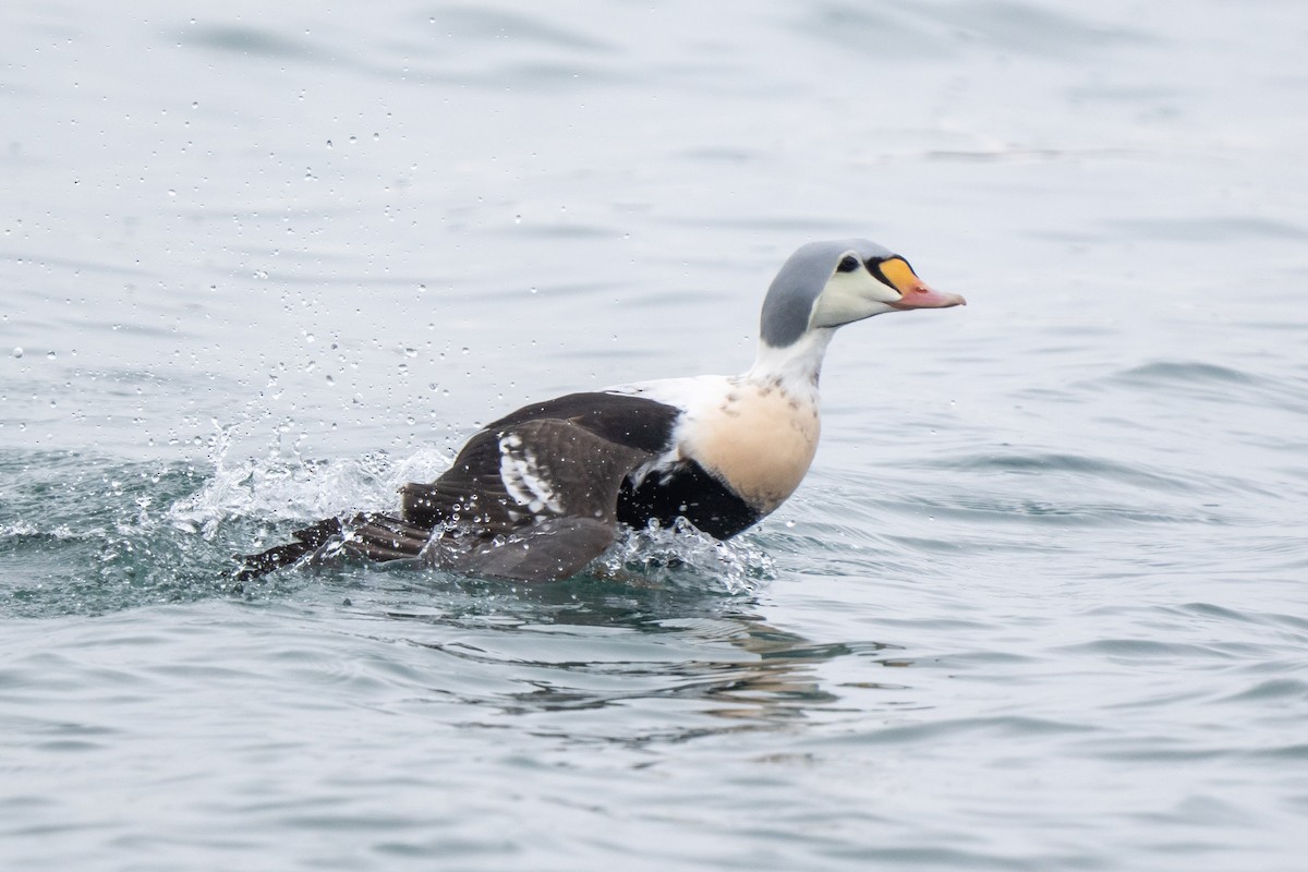 Гага-гребенушка - ML647645517