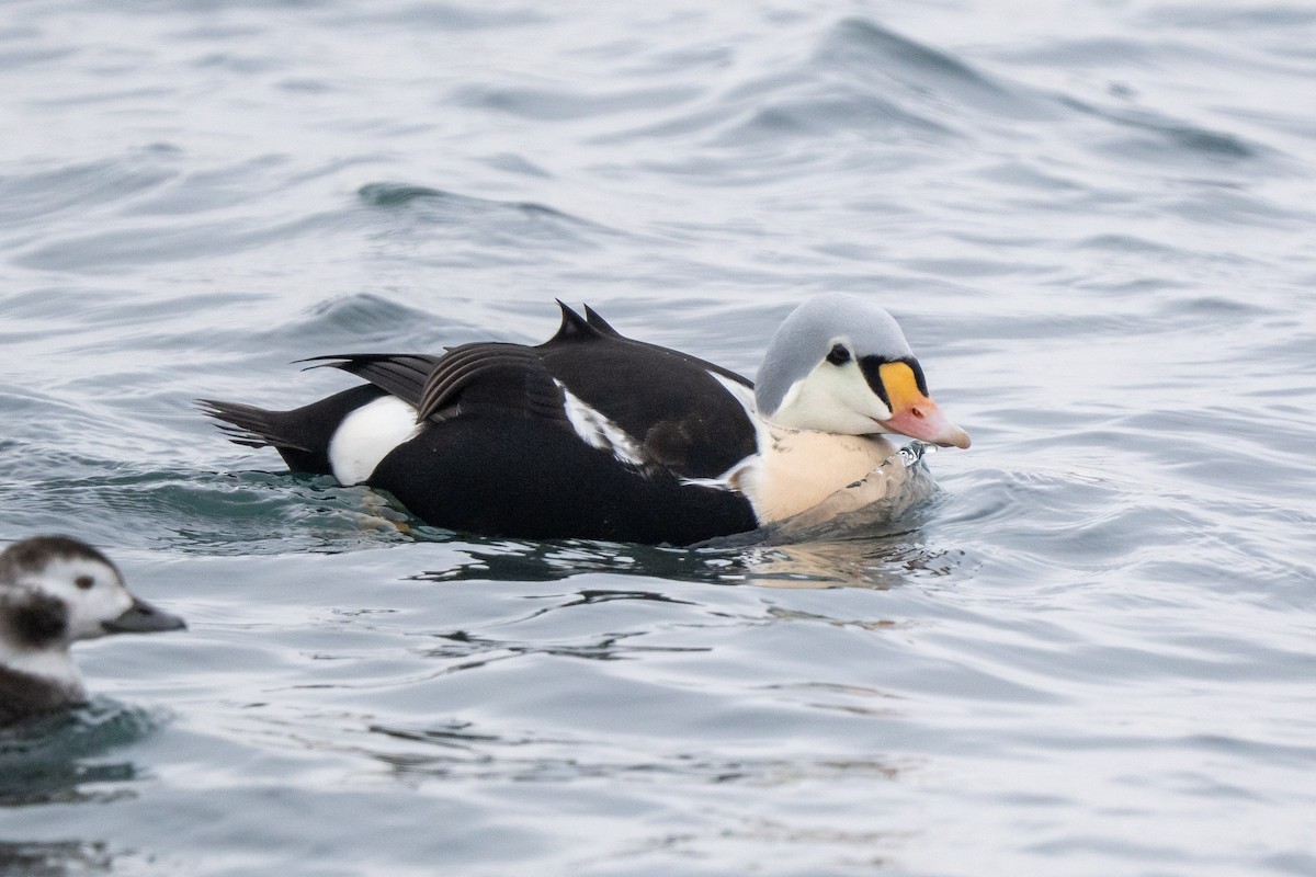 Гага-гребенушка - ML647645518