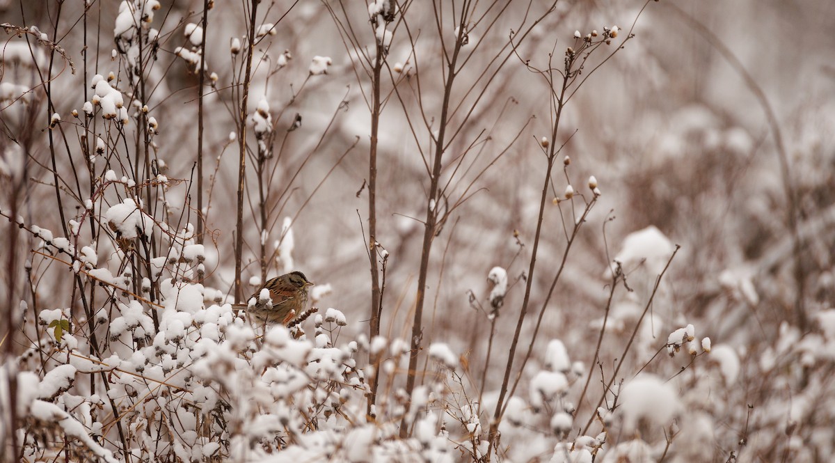 Swamp Sparrow - ML647645521