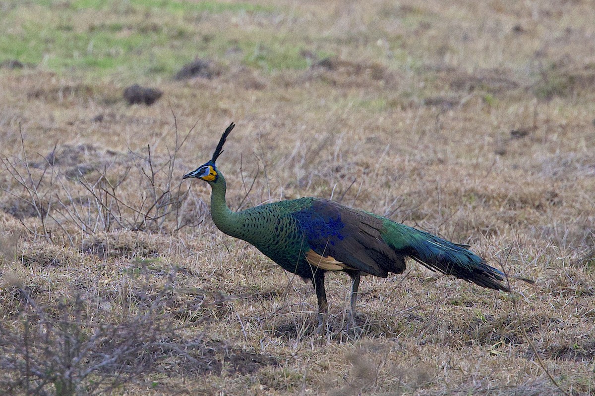 Pavo Real Cuelliverde - ML647645524