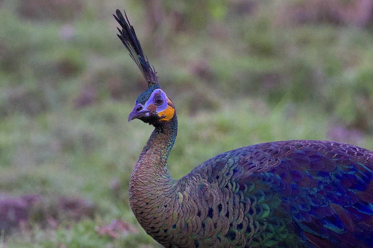 Pavo Real Cuelliverde - ML647645525