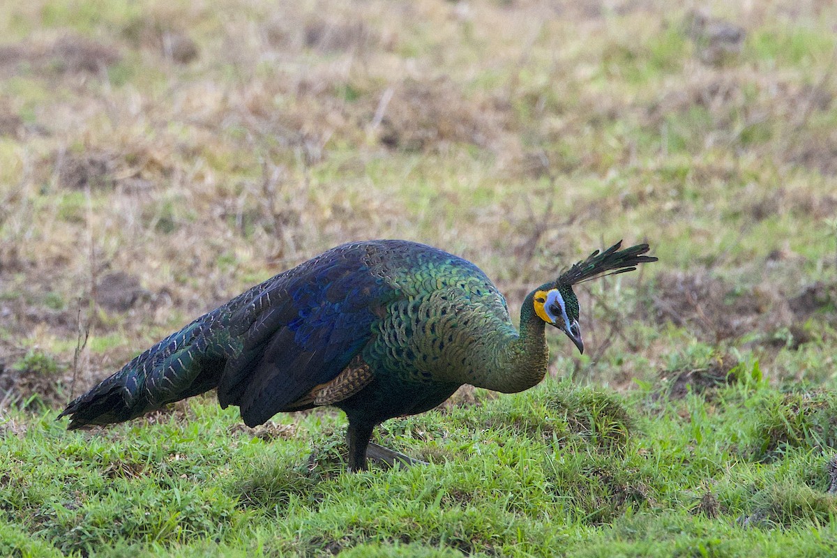 Pavo Real Cuelliverde - ML647645526