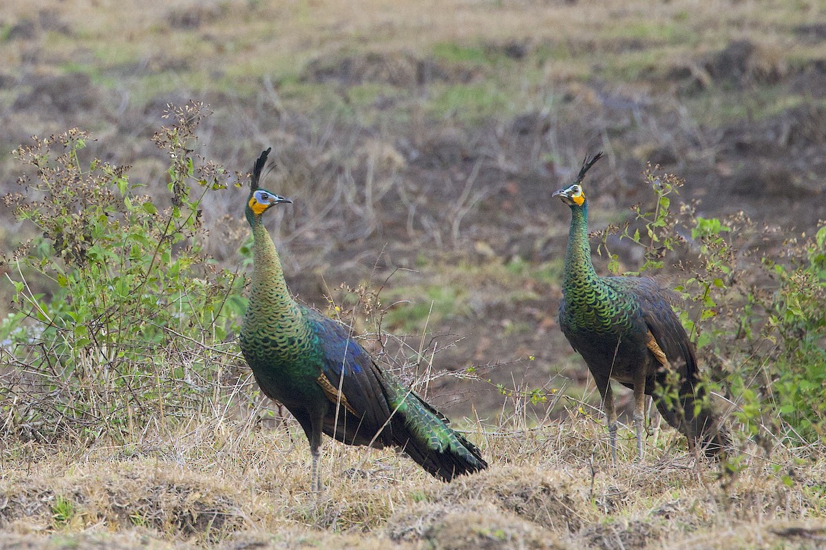 Pavo Real Cuelliverde - ML647645527
