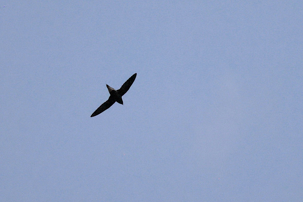 Brown-backed Needletail - ML647645552