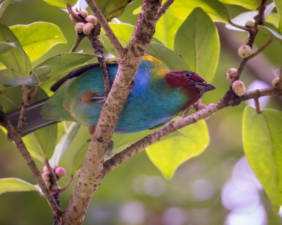 Bay-headed Tanager - ML647645568